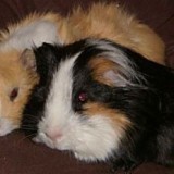 03303511081548689313