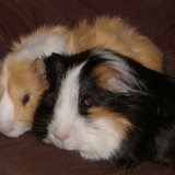 17391222315710446485