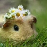 20250e65b5b030938778e0697b9e9772