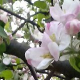 48610209789609701729