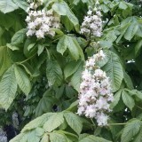 50770689365752404245