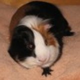 51d60ae2622fbad94afa23dfd4423fe6