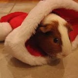 61350040030513969019