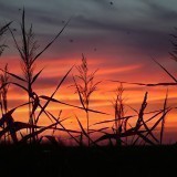 72141517259548790591