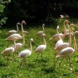 73969487666223996195