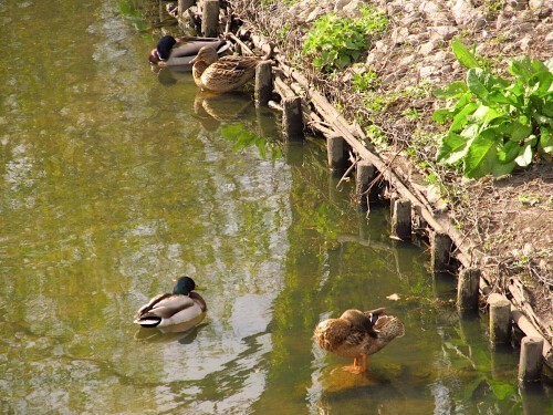 Warszawa. Potok Służewiecki. 07.04.2025 r.