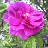 76678036684064872303