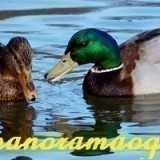 77180468807923939899