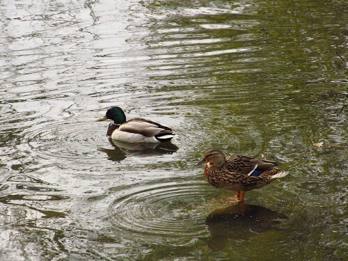 Warszawa. Potok Służewiecki. 07.04.2025 r.