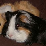 79429171688090285376