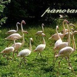 81414378215289405780