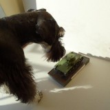 82708000735974240556