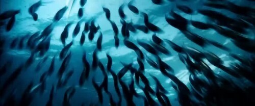 838f7f86446620b0c1626a77e04458e9.webm