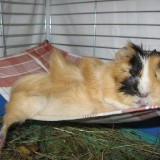 84286910902924386752