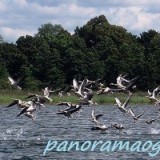 95829874746349646081