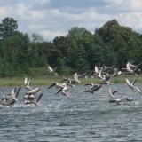 97675845919314214503