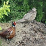 98396788792734854594