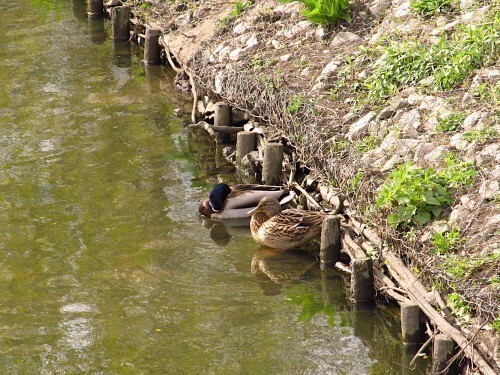Warszawa. Potok Służewiecki. 07.04.2025 r.